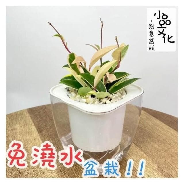 【小品文化】白斑毬蘭【現貨】4吋透明免澆水懶人盆栽 簡單好種植 觀葉植物 陽台植物 自動吸水 創意花盆 居家辦公盆花