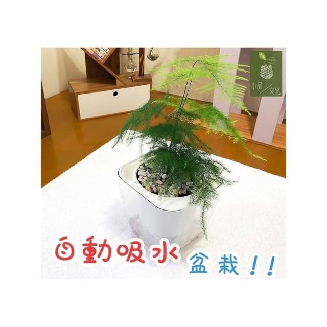 【小品文化】文竹【現貨】4吋透明懶人盆栽 加水更方便 觀葉植物 室內植物 自動吸水 水培 創意花盆 居家辦公盆花 種子