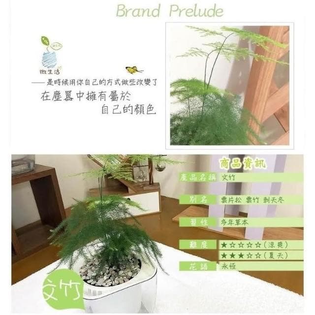 【小品文化】文竹【現貨】4吋透明懶人盆栽 加水更方便 觀葉植物 室內植物 自動吸水 水培 創意花盆 居家辦公盆花 種子