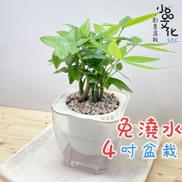 【小品文化】森林馬拉巴栗【現貨】4吋透明免澆水盆栽 懶人盆栽 觀葉植物 室內植物 自動吸水 創意花盆 居家辦公盆花