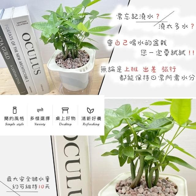 【小品文化】森林馬拉巴栗【現貨】4吋透明免澆水盆栽 懶人盆栽 觀葉植物 室內植物 自動吸水 創意花盆 居家辦公盆花