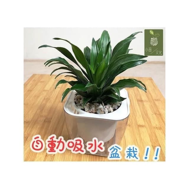 【小品文化】阿波羅【現貨】4吋透明懶人盆栽 加水更方便 觀葉植物 空氣淨化 水培 創意花盆 居家辦公盆花 種子