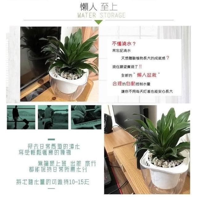 【小品文化】阿波羅【現貨】4吋透明懶人盆栽 加水更方便 觀葉植物 空氣淨化 水培 創意花盆 居家辦公盆花 種子