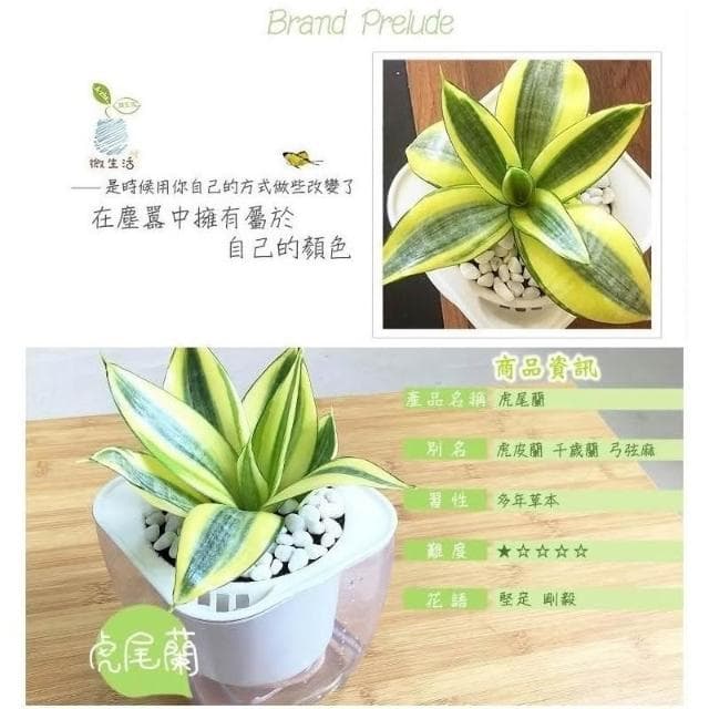 【小品文化】黃虎尾蘭【現貨】4吋透明免澆水盆栽 淨化空氣植物 室內植物 辦公室盆栽 懶人盆栽 水培植物 水培盆栽
