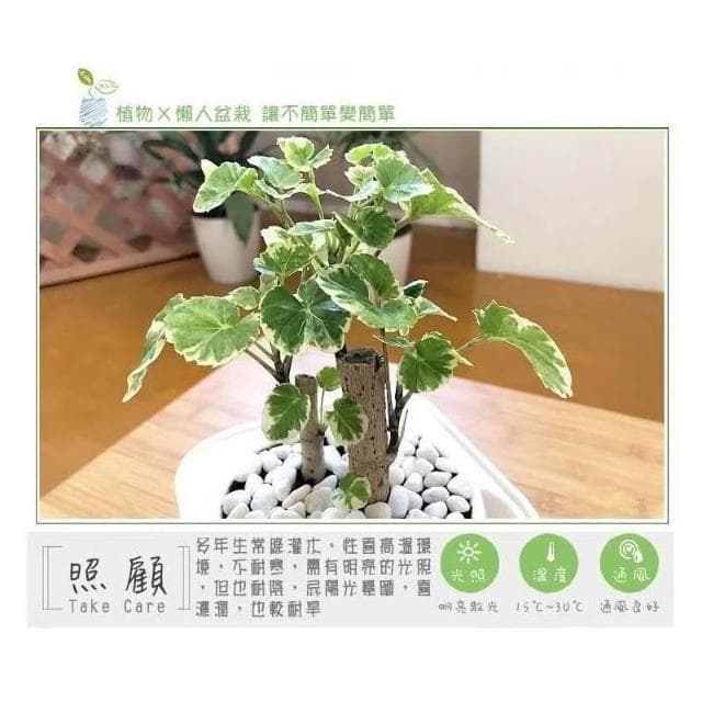 【小品文化】白雪福祿桐【現貨】4吋透明懶人盆栽 白斑川七 加水更方便 觀葉植物 自動吸水 水培 創意花盆 居家辦公盆花
