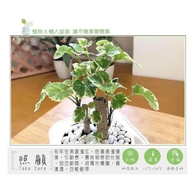 【小品文化】白雪福祿桐【現貨】4吋透明懶人盆栽 白斑川七 加水更方便 觀葉植物 自動吸水 水培 創意花盆 居家辦公盆花