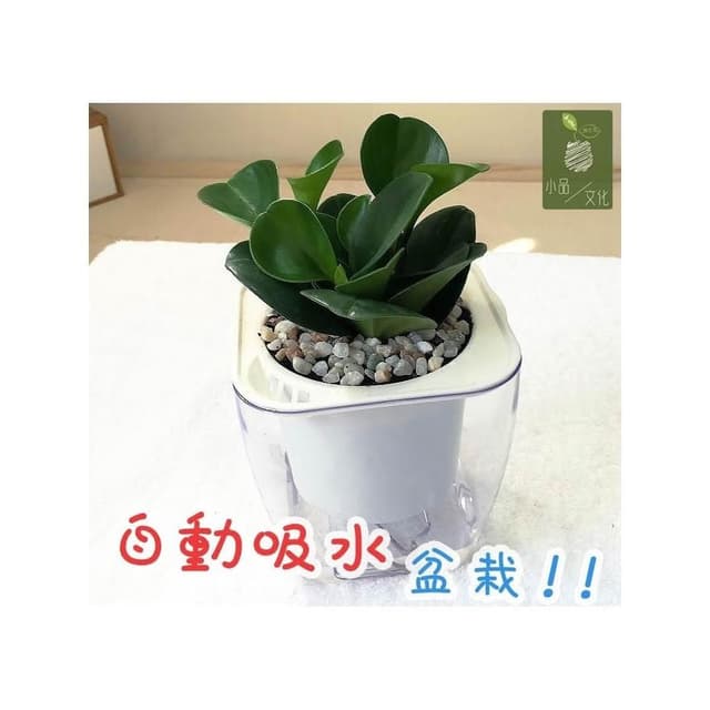【小品文化】圓葉椒草【現貨】4吋透明懶人盆栽 加水更方便 觀葉植物 室內植物 自動吸水 創意花盆 居家辦公盆花 種子