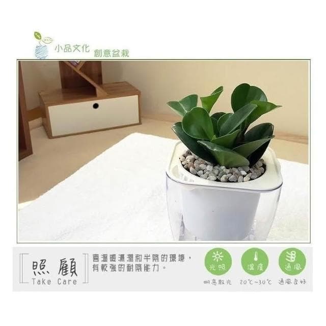 【小品文化】圓葉椒草【現貨】4吋透明懶人盆栽 加水更方便 觀葉植物 室內植物 自動吸水 創意花盆 居家辦公盆花 種子