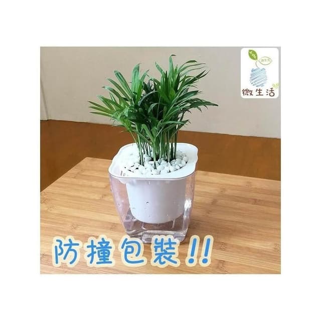 【小品文化】袖珍椰子【現貨】4吋透明懶人盆栽 加水更方便 觀葉植物 室內植物 自動吸水 水培 花盆 居家辦公盆花 種子