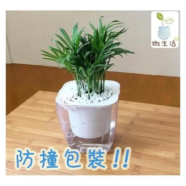 【小品文化】袖珍椰子【現貨】4吋透明懶人盆栽 加水更方便 觀葉植物 室內植物 自動吸水 水培 花盆 居家辦公盆花 種子