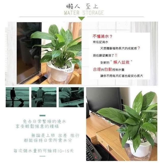 【小品文化】白鶴芋【現貨】4吋透明懶人盆栽 空氣淨化 加水更方便 觀葉植物 室內植物 水培 創意花盆 居家辦公盆花