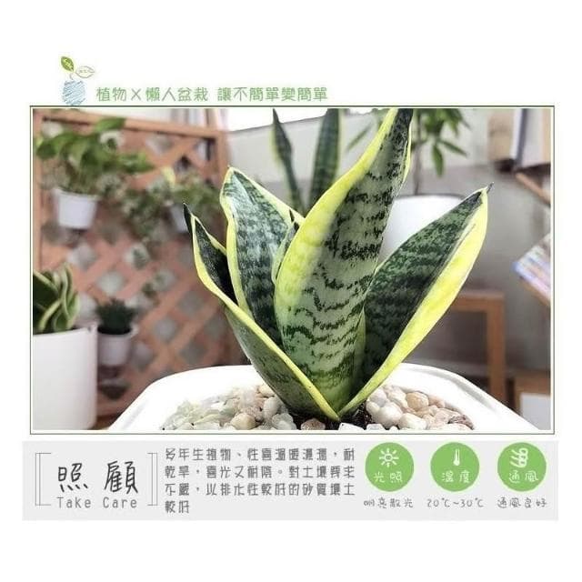 【小品文化】虎紋虎尾蘭【現貨】4吋透明免澆水盆栽 淨化空氣 觀葉植物 室內植物 懶人盆栽 創意花盆 居家辦公盆花