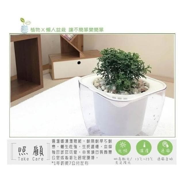 【小品文化】達摩七里香【現貨】4吋透明懶人盆栽 加水更方便 觀葉植物 室內植物 自動吸水 創意花盆 居家辦公盆花 種子