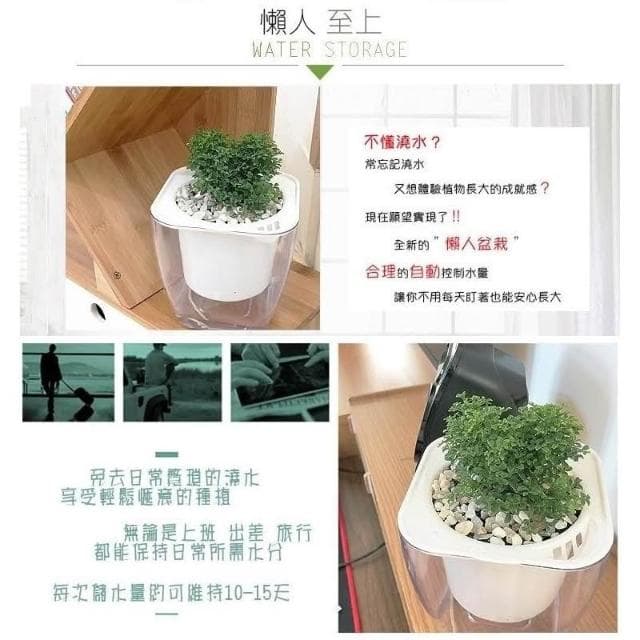 【小品文化】達摩七里香【現貨】4吋透明懶人盆栽 加水更方便 觀葉植物 室內植物 自動吸水 創意花盆 居家辦公盆花 種子
