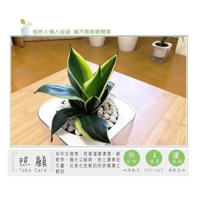 【小品文化】金邊虎尾蘭【現貨】4吋透明懶人盆栽 加水更方便 觀葉植物 室內植物 自動吸水 水培 創意花盆 居家辦公盆花