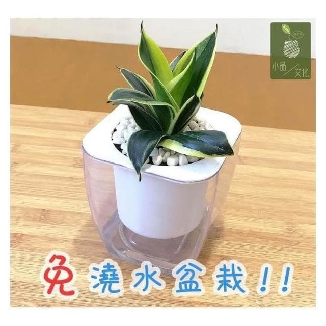 【小品文化】金邊虎尾蘭【現貨】4吋透明懶人盆栽 加水更方便 觀葉植物 室內植物 自動吸水 水培 創意花盆 居家辦公盆花