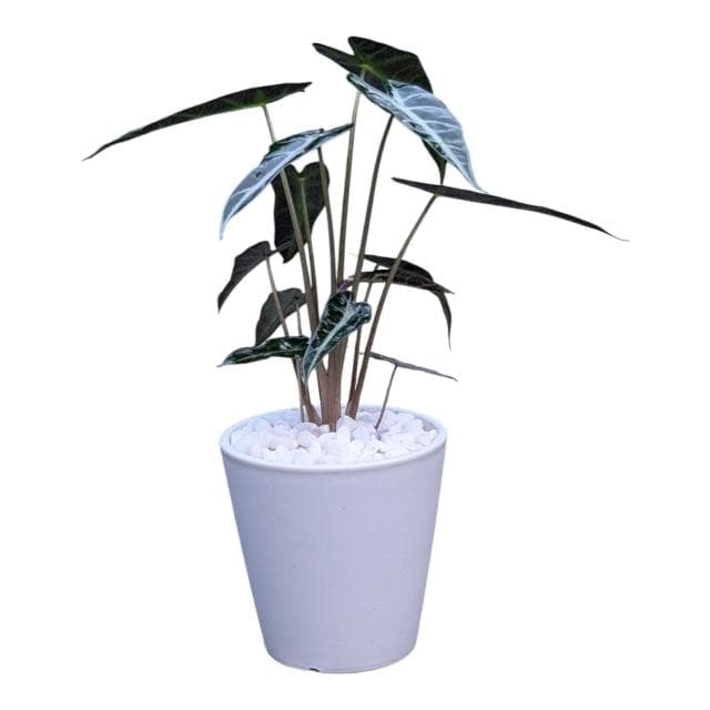 開心農元 觀葉植物 小仙女觀音蓮 白色盆栽