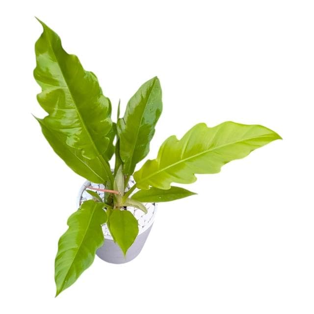 開心農元 觀葉植物 黃金火之戒蔓綠絨 白色盆栽