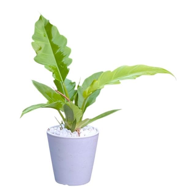 開心農元 觀葉植物 黃金火之戒蔓綠絨 白色盆栽