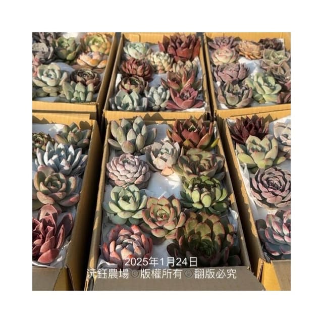沅鈺農場   多肉植物   韓國多肉箱/多肉便當盒/砍頭植物/隨機出貨無法給名稱