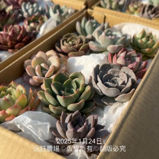沅鈺農場   多肉植物   韓國多肉箱/多肉便當盒/砍頭植物/隨機出貨無法給名稱