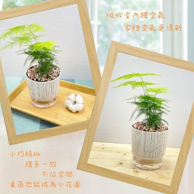 文竹【現貨】4吋仿瓷免澆水盆栽 室內植物 室內盆栽 懶人盆栽 水培植物 水培盆栽 室內盆栽 觀葉植物