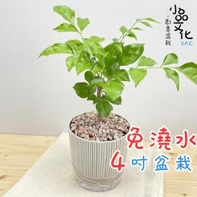 【小品文化】進財樹【現貨】4吋仿瓷免澆水盆栽 室內植物 室內盆栽 懶人盆栽 水培植物 水培盆栽 室內盆栽 觀葉植物