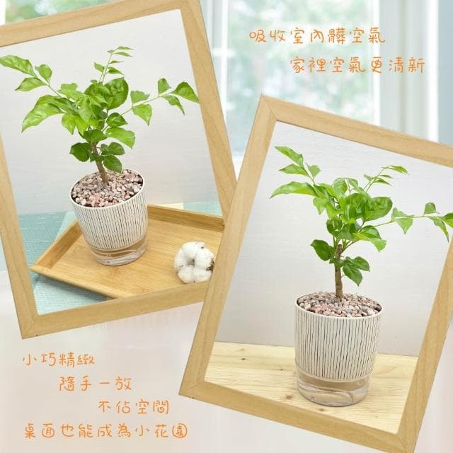 【小品文化】進財樹【現貨】4吋仿瓷免澆水盆栽 室內植物 室內盆栽 懶人盆栽 水培植物 水培盆栽 室內盆栽 觀葉植物