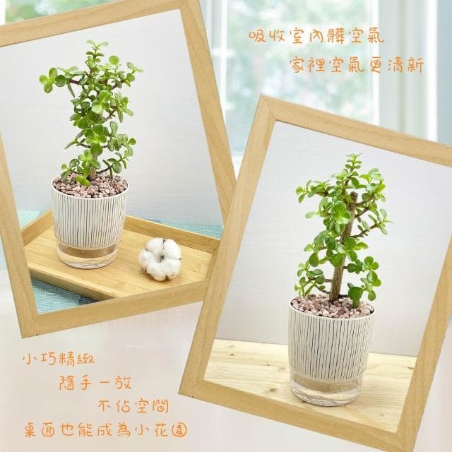 【小品文化】銀杏木【現貨】4吋仿瓷免澆水盆栽 室內植物 室內盆栽 懶人盆栽 水培植物 水培盆栽 室內盆栽 觀葉植物