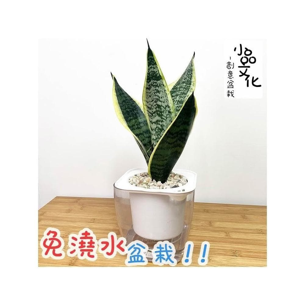【小品文化】長葉金邊虎尾蘭【現貨】4吋透明懶人盆栽 空氣淨化 觀葉植物 室內植物 自動吸水 創意花盆 居家辦公盆花