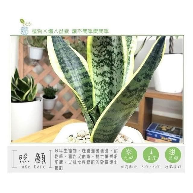 【小品文化】長葉金邊虎尾蘭【現貨】4吋透明懶人盆栽 空氣淨化 觀葉植物 室內植物 自動吸水 創意花盆 居家辦公盆花