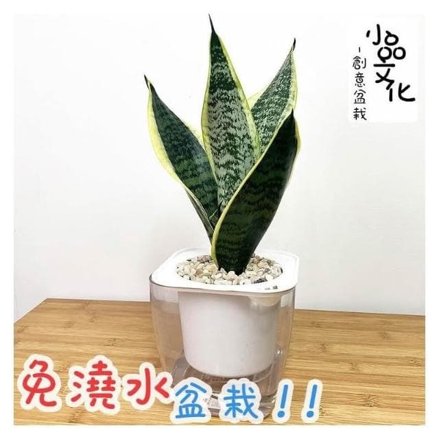 【小品文化】長葉金邊虎尾蘭【現貨】4吋透明懶人盆栽 空氣淨化 觀葉植物 室內植物 自動吸水 創意花盆 居家辦公盆花