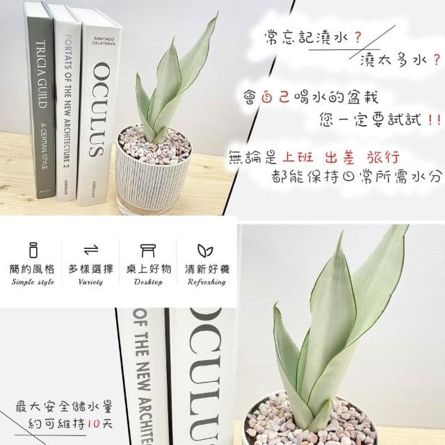 【小品文化】銀皇后虎尾蘭【現貨】4吋仿瓷免澆水盆栽 懶人盆栽 觀葉植物 室內植物 自動吸水 創意花盆 居家辦公盆花