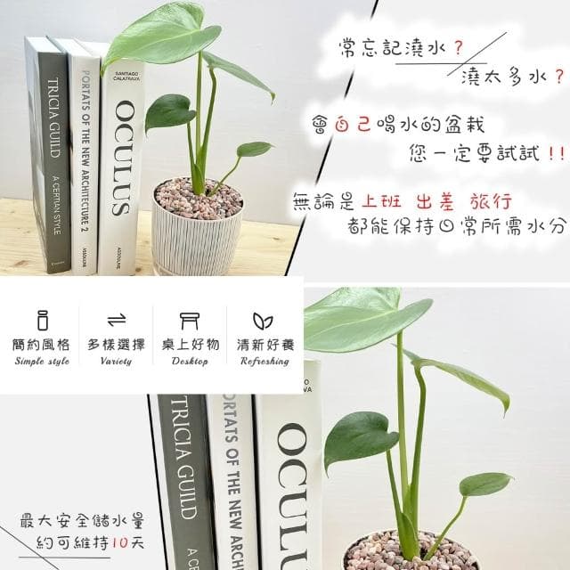 【小品文化】龜背竹【現貨】4吋仿瓷免澆水盆栽 室內植物 室內盆栽 懶人盆栽 水培植物 水培盆栽 室內盆栽 觀葉植物