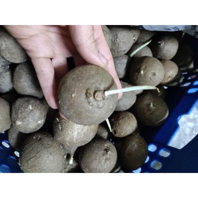 挑戰最低價 圓葉山烏龜 買8送1 盆栽 金不換 室內植物 植物 塊根 泰國山烏龜 山烏龜 紅藤山烏龜