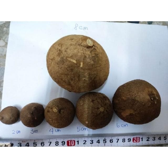 挑戰最低價 圓葉山烏龜 買8送1 盆栽 金不換 室內植物 植物 塊根 泰國山烏龜 山烏龜 紅藤山烏龜