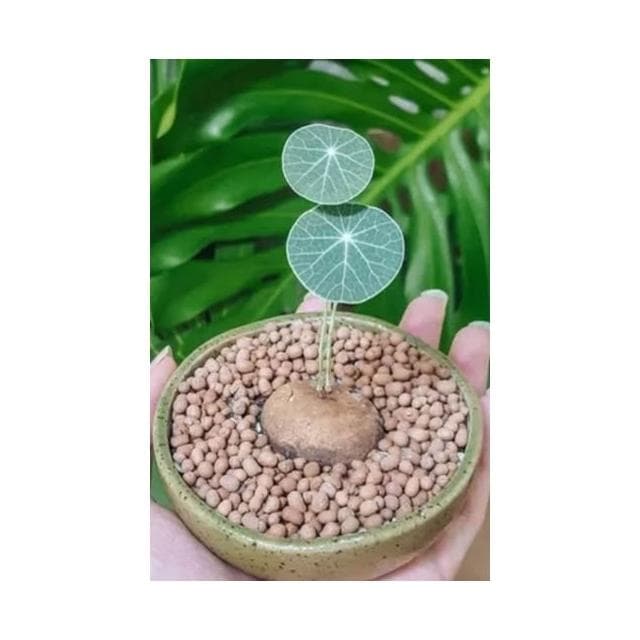 挑戰最低價 圓葉山烏龜 買8送1 盆栽 金不換 室內植物 植物 塊根 泰國山烏龜 山烏龜 紅藤山烏龜