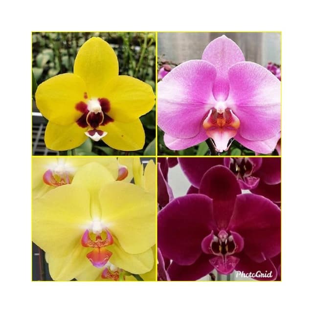 快速出貨 蝴蝶蘭  買6送1 現貨 蘭花 蘭花盆栽 盆栽 園藝 室內植物 蘭花苗 蝴蝶蘭苗 植物 熊貓購物