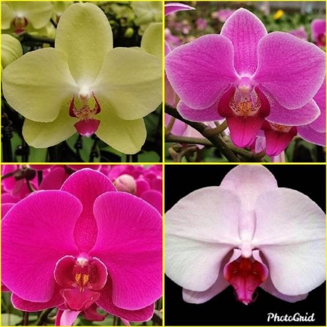 快速出貨 蝴蝶蘭  買6送1 現貨 蘭花 蘭花盆栽 盆栽 園藝 室內植物 蘭花苗 蝴蝶蘭苗 植物 熊貓購物