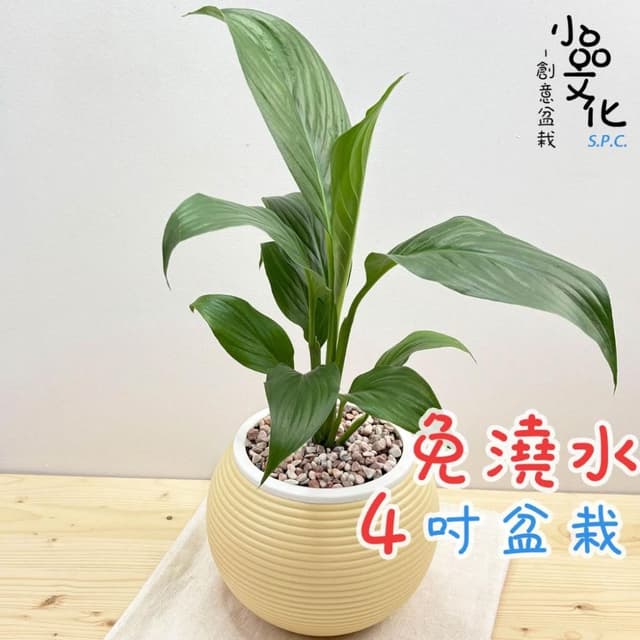 【小品文化】白鶴芋【現貨】4吋燈籠免澆水盆栽 室內植物 室內盆栽 懶人盆栽 水培植物 水培盆栽 室內盆栽 觀葉植物
