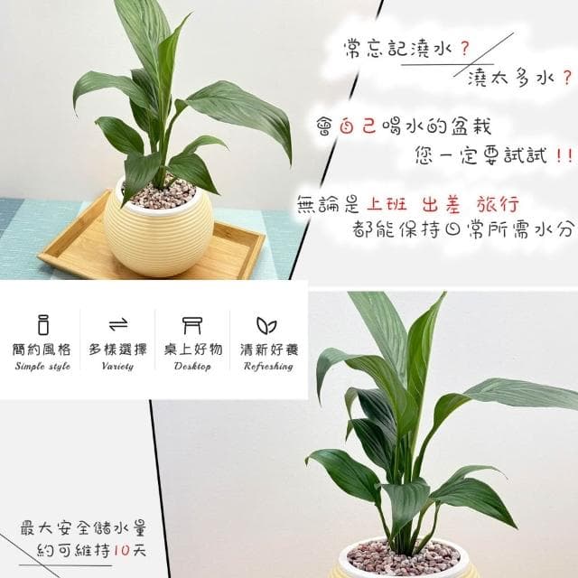 【小品文化】白鶴芋【現貨】4吋燈籠免澆水盆栽 室內植物 室內盆栽 懶人盆栽 水培植物 水培盆栽 室內盆栽 觀葉植物