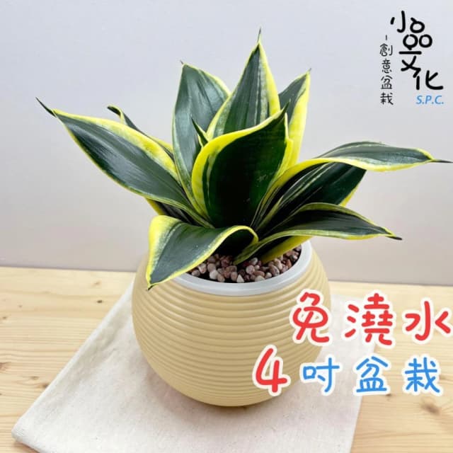 【小品文化】金邊虎尾蘭【現貨】4吋燈籠免澆水盆栽 室內植物 室內盆栽 懶人盆栽 水培植物 水培盆栽 室內盆栽 觀葉植物