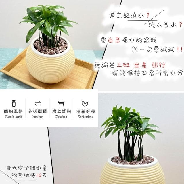 【小品文化】竹柏【現貨】4吋燈籠免澆水盆栽 室內植物 室內盆栽 懶人盆栽 水培植物 水培盆栽 室內盆栽 觀葉植物