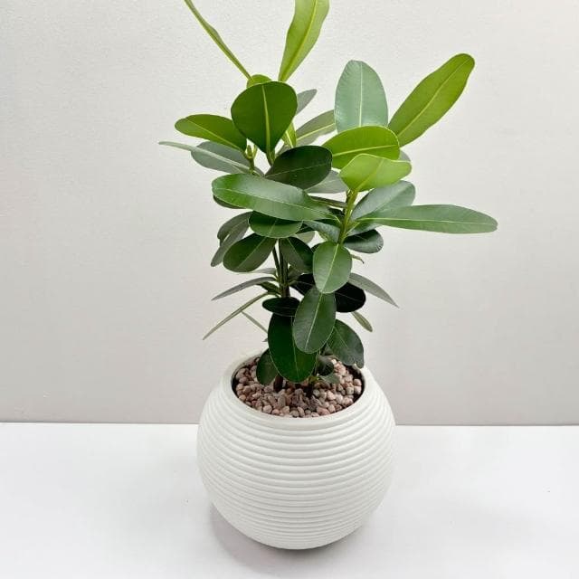 【小品文化】瓊崖海棠【現貨】4吋燈籠免澆水盆栽 室內植物 室內盆栽 懶人盆栽 水培植物 水培盆栽 室內盆栽 觀葉植物