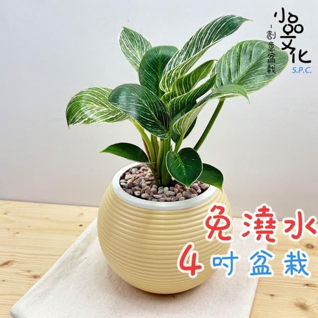 【小品文化】鉑金鑽蔓綠絨【現貨】4吋燈籠免澆水盆栽 室內植物 室內盆栽 懶人盆栽 水培植物 水培盆栽 室內盆栽 觀葉植物