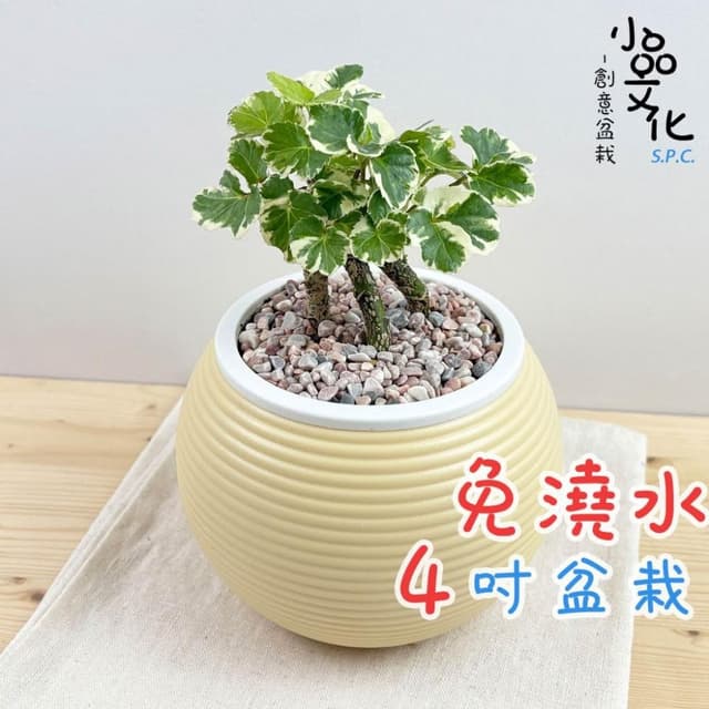 【小品文化】白雪福祿桐【現貨】4吋燈籠免澆水盆栽 室內植物 室內盆栽 懶人盆栽 水培植物 水培盆栽 室內盆栽 觀葉植物