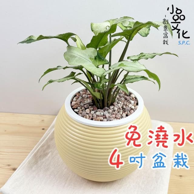 【小品文化】山王合果芋【現貨】4吋燈籠免澆水盆栽 室內植物 懶人盆栽 水培植物 水培盆栽 室內盆栽 觀葉植物