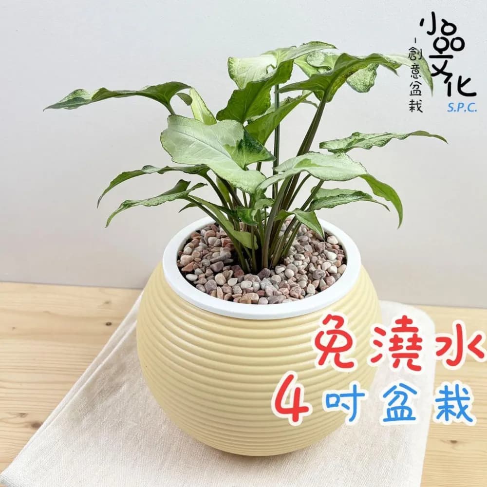 【小品文化】山王合果芋【現貨】4吋燈籠免澆水盆栽 室內植物 懶人盆栽 水培植物 水培盆栽 室內盆栽 觀葉植物