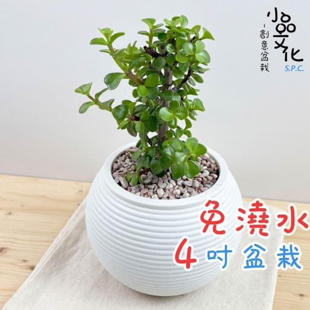 【小品文化】銀杏木【現貨】4吋燈籠免澆水盆栽 室內植物 室內盆栽 懶人盆栽 水培植物 水培盆栽 室內盆栽 觀葉植物