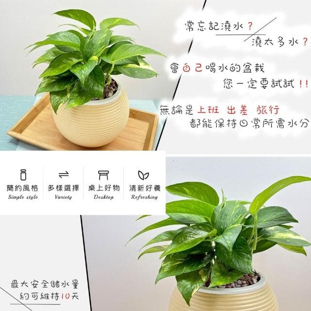 【小品文化】黃金葛【現貨】4吋燈籠免澆水盆栽 室內植物 室內盆栽 懶人盆栽 水培植物 水培盆栽 室內盆栽 觀葉植物